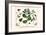 Milk Weed, Stork's Bill, Hamphire-Purselane, Spider Orchids-Albertus Seba-Framed Art Print