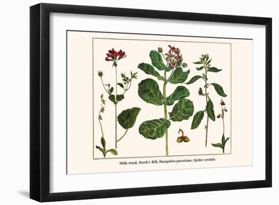 Milk Weed, Stork's Bill, Hamphire-Purselane, Spider Orchids-Albertus Seba-Framed Art Print