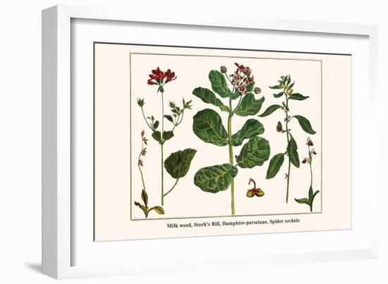 Milk Weed, Stork's Bill, Hamphire-Purselane, Spider Orchids-Albertus Seba-Framed Art Print