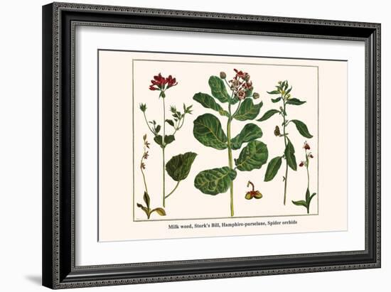 Milk Weed, Stork's Bill, Hamphire-Purselane, Spider Orchids-Albertus Seba-Framed Art Print