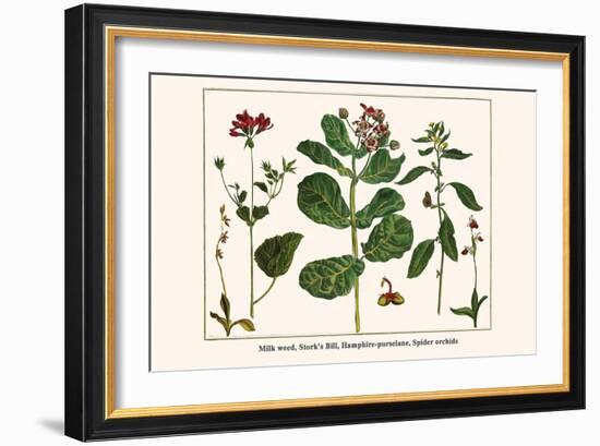 Milk Weed, Stork's Bill, Hamphire-Purselane, Spider Orchids-Albertus Seba-Framed Art Print