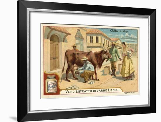 Milking, Cuba-null-Framed Giclee Print