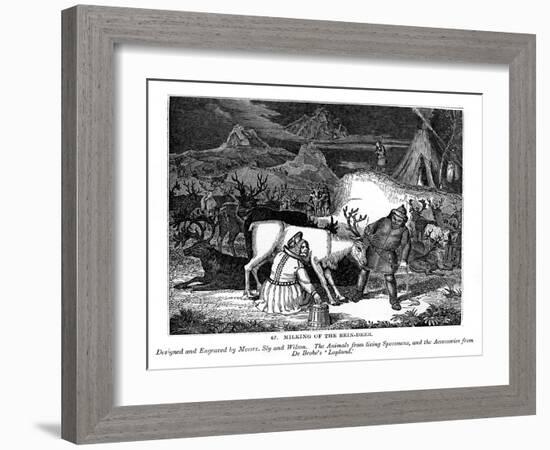 Milking of the Rein-Deer, 1843-Messrs Sly and Wilson-Framed Giclee Print