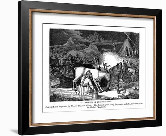 Milking of the Rein-Deer, 1843-Messrs Sly and Wilson-Framed Giclee Print