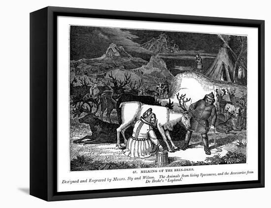 Milking of the Rein-Deer, 1843-Messrs Sly and Wilson-Framed Premier Image Canvas