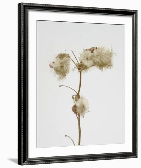 Milkweed - Alabaster-Chris Dunker-Framed Art Print