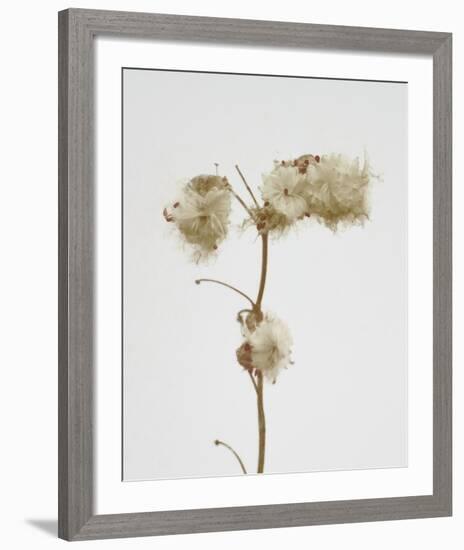 Milkweed - Alabaster-Chris Dunker-Framed Art Print