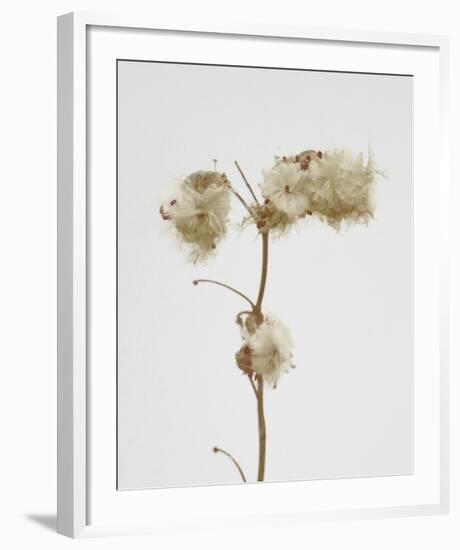 Milkweed - Alabaster-Chris Dunker-Framed Art Print