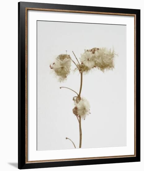 Milkweed - Alabaster-Chris Dunker-Framed Art Print