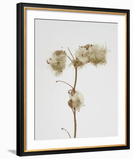 Milkweed - Alabaster-Chris Dunker-Framed Art Print