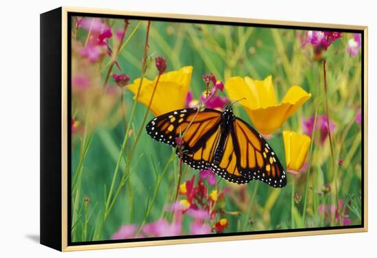 Milkweed Butterfly on California-null-Framed Premier Image Canvas