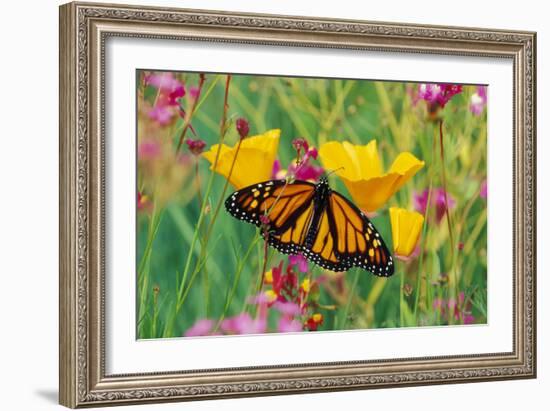 Milkweed Butterfly on California-null-Framed Photographic Print