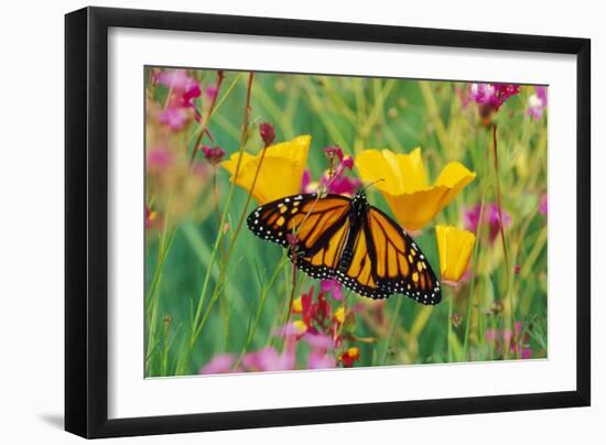 Milkweed Butterfly on California-null-Framed Photographic Print