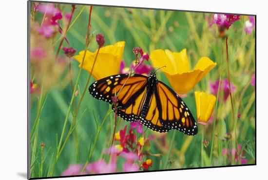 Milkweed Butterfly on California-null-Mounted Photographic Print