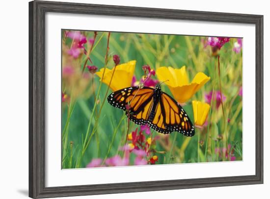 Milkweed Butterfly on California-null-Framed Photographic Print