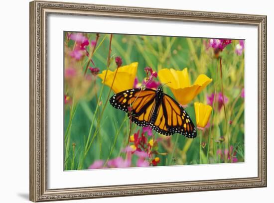 Milkweed Butterfly on California-null-Framed Photographic Print