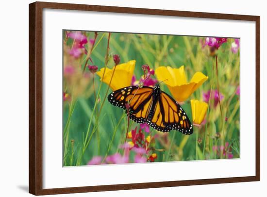 Milkweed Butterfly on California-null-Framed Photographic Print