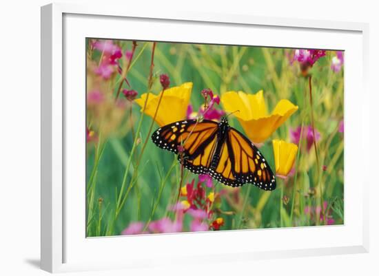 Milkweed Butterfly on California-null-Framed Photographic Print