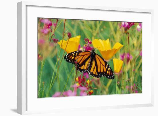 Milkweed Butterfly on California-null-Framed Photographic Print