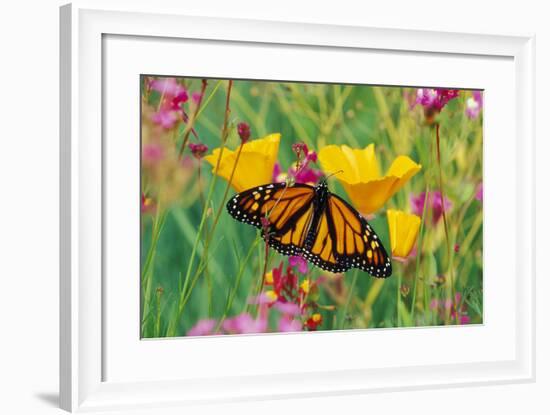 Milkweed Butterfly on California-null-Framed Photographic Print