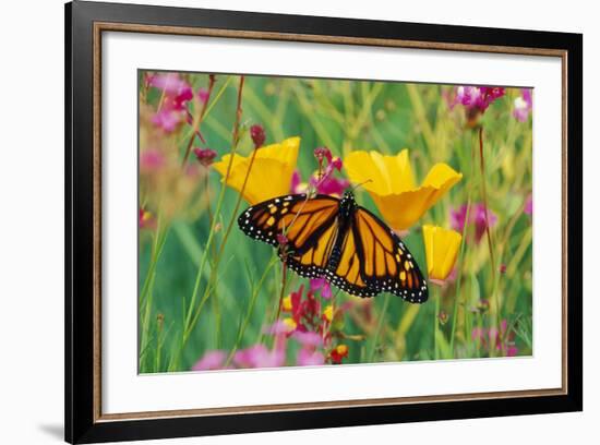 Milkweed Butterfly on California-null-Framed Photographic Print