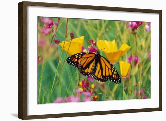 Milkweed Butterfly on California-null-Framed Photographic Print