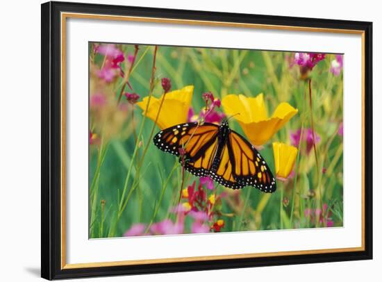 Milkweed Butterfly on California-null-Framed Photographic Print