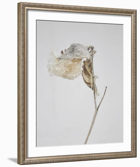 Milkweed - Ecru-Chris Dunker-Framed Art Print