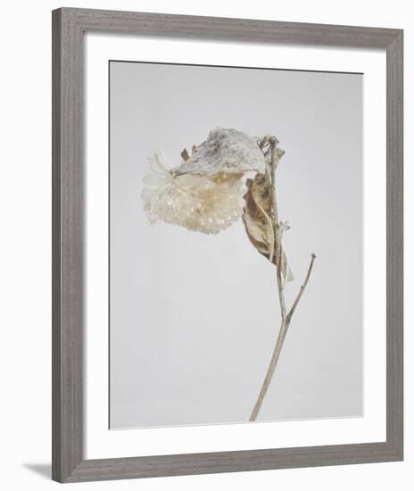 Milkweed - Ecru-Chris Dunker-Framed Art Print