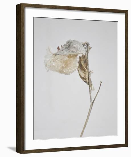 Milkweed - Ecru-Chris Dunker-Framed Art Print