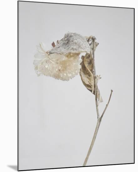 Milkweed - Ecru-Chris Dunker-Mounted Art Print