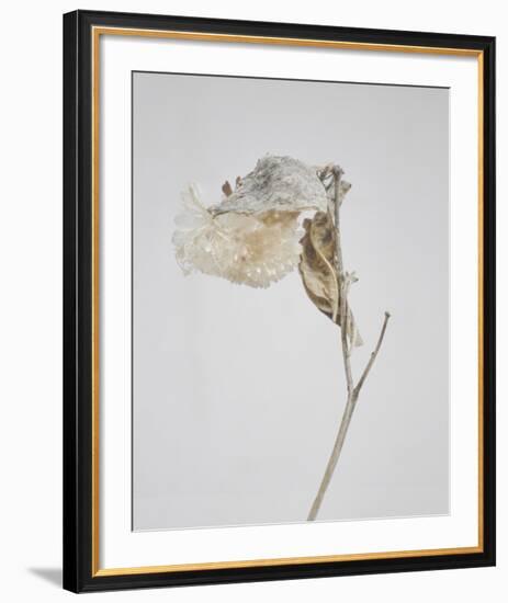Milkweed - Ecru-Chris Dunker-Framed Art Print