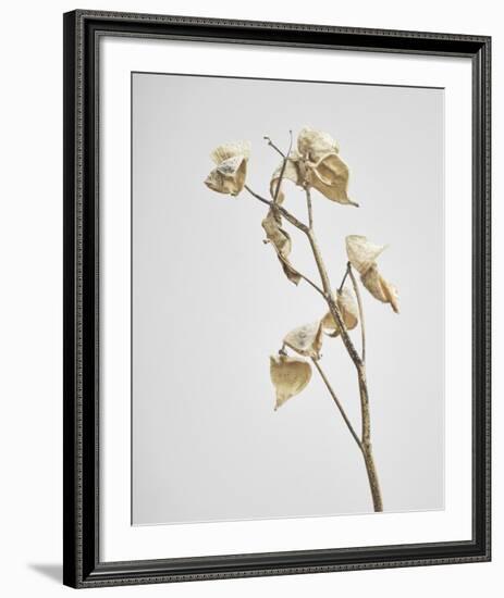 Milkweed - Ivory-Chris Dunker-Framed Art Print