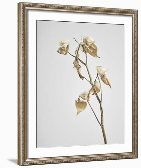 Milkweed - Ivory-Chris Dunker-Framed Art Print