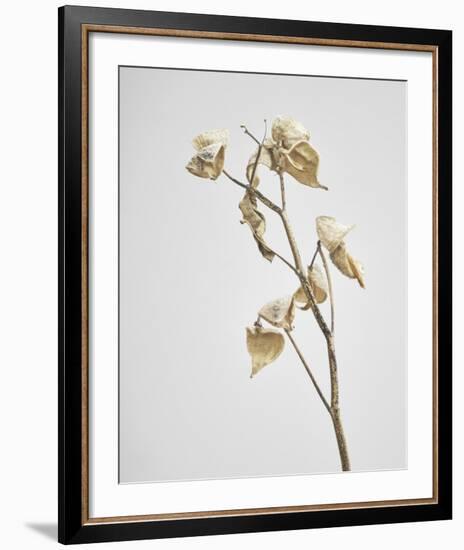 Milkweed - Ivory-Chris Dunker-Framed Art Print