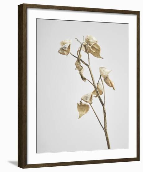 Milkweed - Ivory-Chris Dunker-Framed Art Print