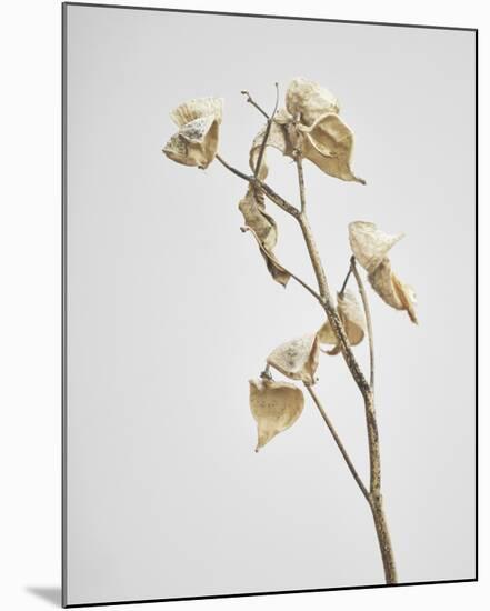 Milkweed - Ivory-Chris Dunker-Mounted Art Print