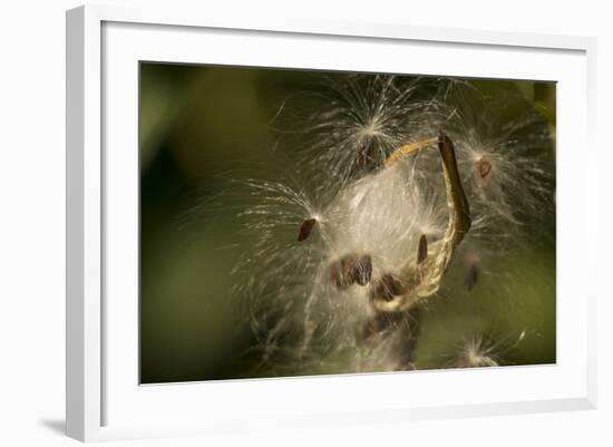 Milkweed Pod Opens, Garden, Los Angeles, California-Rob Sheppard-Framed Photographic Print