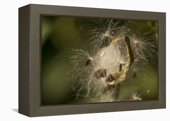 Milkweed Pod Opens, Garden, Los Angeles, California-Rob Sheppard-Framed Premier Image Canvas