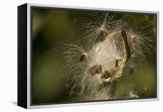 Milkweed Pod Opens, Garden, Los Angeles, California-Rob Sheppard-Framed Premier Image Canvas