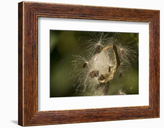 Milkweed Pod Opens, Garden, Los Angeles, California-Rob Sheppard-Framed Photographic Print