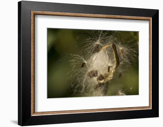 Milkweed Pod Opens, Garden, Los Angeles, California-Rob Sheppard-Framed Photographic Print