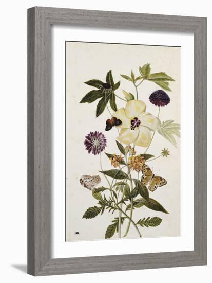 Milkweed, Poppy and Hibiscus with Butterflies and a Beetle-Thomas Robins Jr-Framed Giclee Print