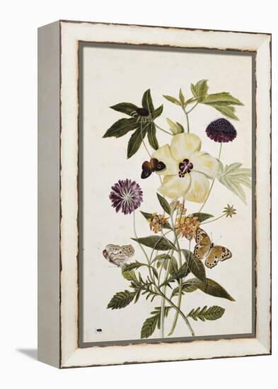 Milkweed, Poppy and Hibiscus with Butterflies and a Beetle-Thomas Robins Jr-Framed Premier Image Canvas