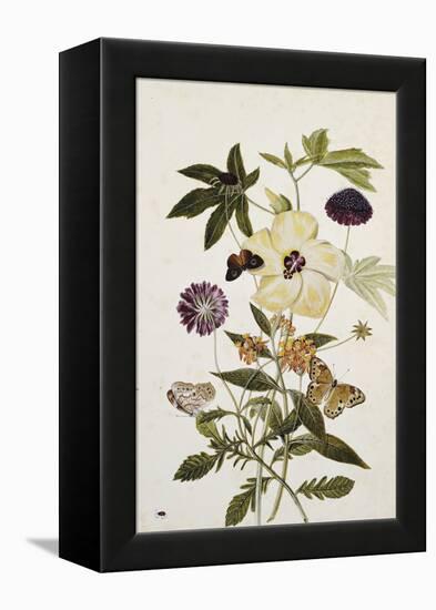 Milkweed, Poppy and Hibiscus with Butterflies and a Beetle-Thomas Robins Jr-Framed Premier Image Canvas