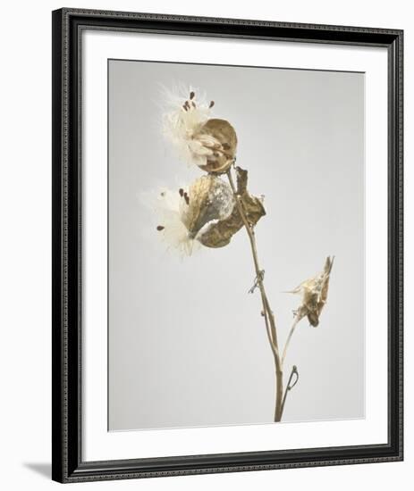 Milkweed - Tan-Chris Dunker-Framed Art Print