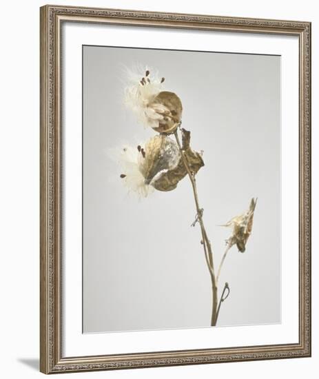 Milkweed - Tan-Chris Dunker-Framed Art Print