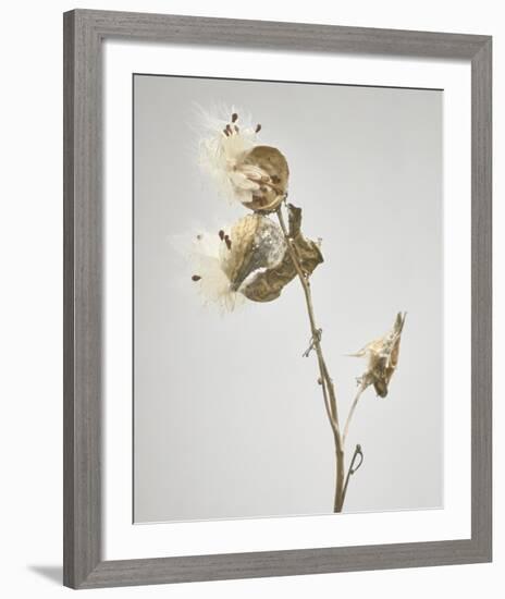 Milkweed - Tan-Chris Dunker-Framed Art Print