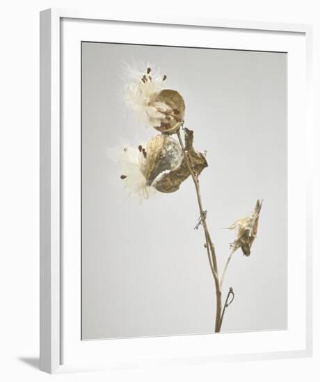 Milkweed - Tan-Chris Dunker-Framed Art Print