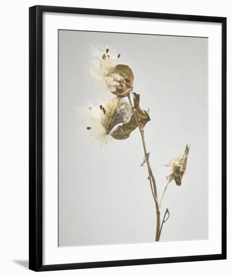 Milkweed - Tan-Chris Dunker-Framed Art Print